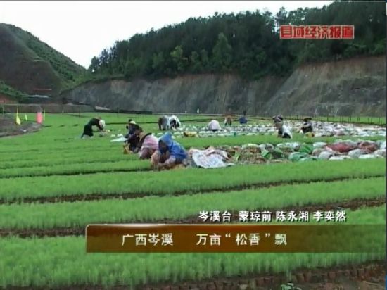 廣西岑溪：萬(wàn)畝松香飄。央視視頻截圖。